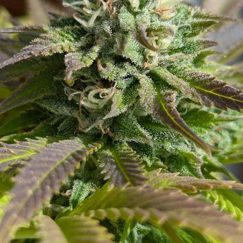Wedding Cake growlog timeline photo