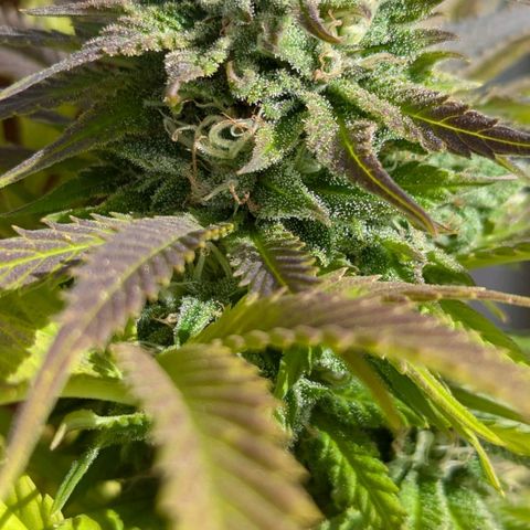 Wedding Cake growlog timeline photo