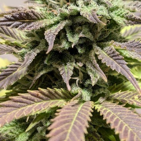 Wedding Cake growlog timeline photo