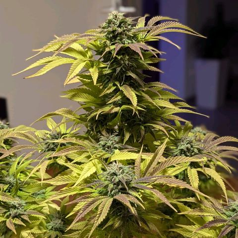 Wedding Cake growlog timeline photo