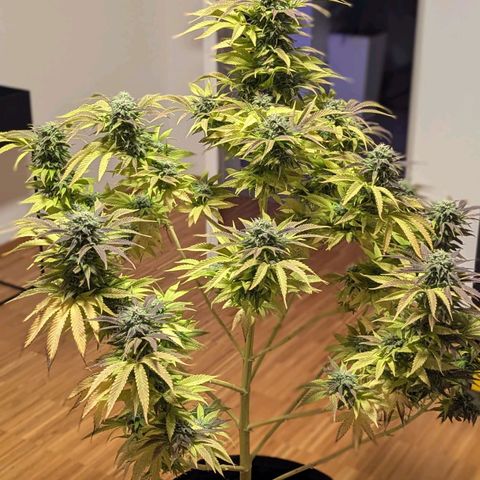 Wedding Cake growlog timeline photo