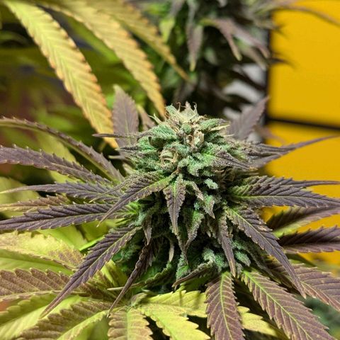 Wedding Cake growlog timeline photo