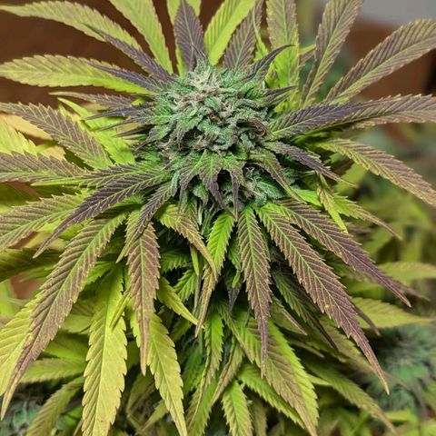 Wedding Cake growlog timeline photo