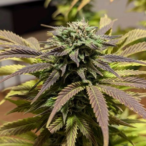 Wedding Cake growlog timeline photo