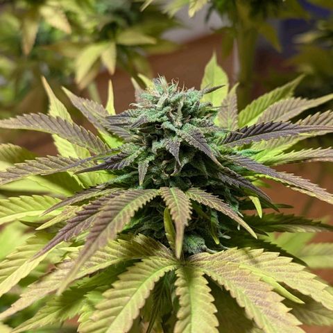 Wedding Cake growlog timeline photo