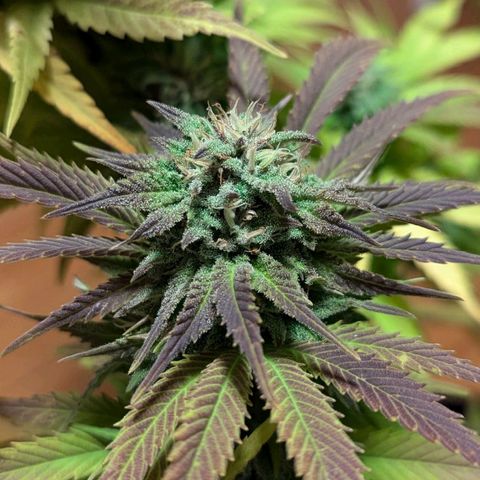 Wedding Cake growlog timeline photo