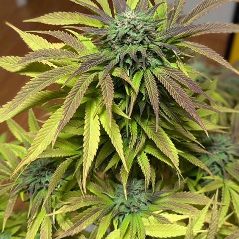 Wedding Cake growlog timeline photo