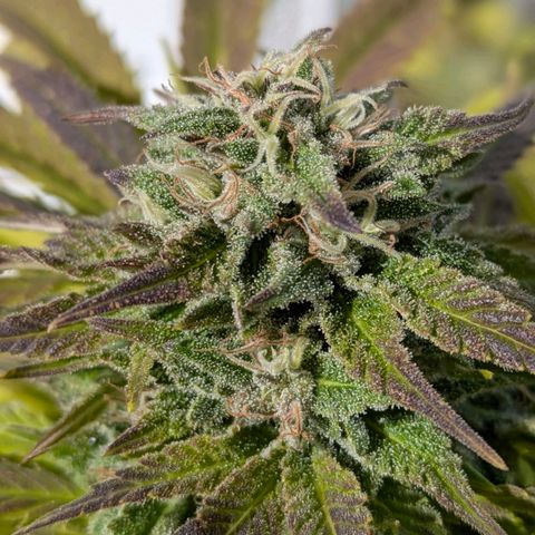 Wedding Cake growlog timeline photo