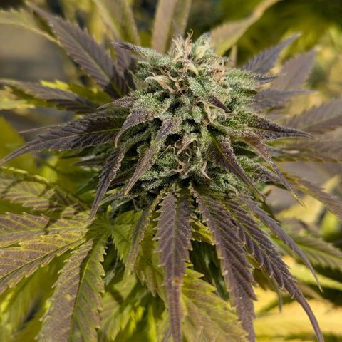 Wedding Cake growlog timeline photo