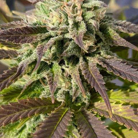 Wedding Cake growlog timeline photo