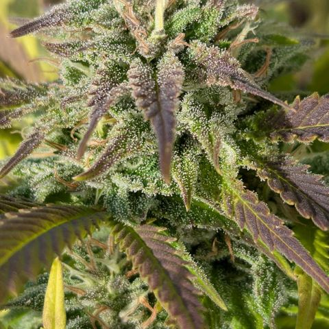 Wedding Cake growlog timeline photo