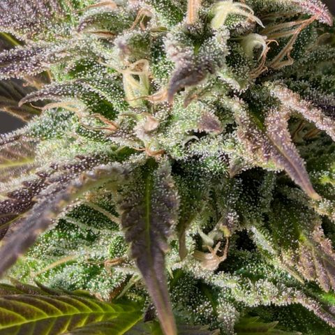 Wedding Cake growlog timeline photo