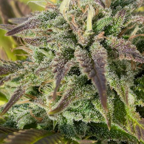 Wedding Cake growlog timeline photo