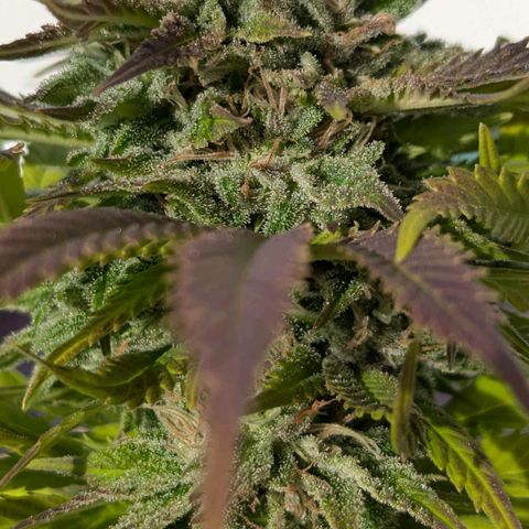 Wedding Cake growlog timeline photo