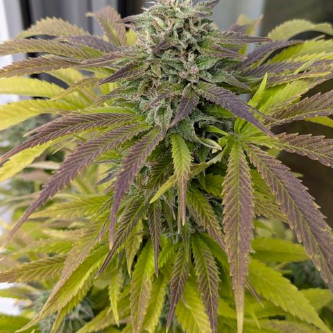 Wedding Cake growlog timeline photo