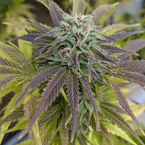 Wedding Cake growlog timeline photo