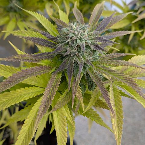Wedding Cake growlog timeline photo