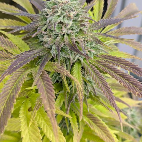 Wedding Cake growlog timeline photo