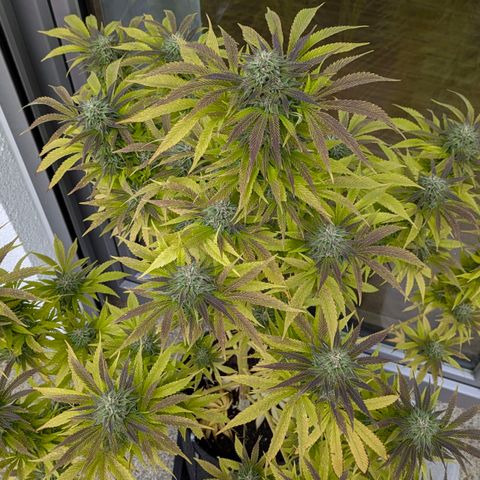 Wedding Cake growlog timeline photo