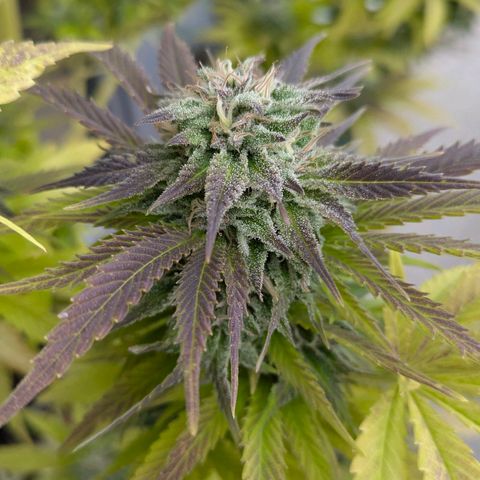 Wedding Cake growlog timeline photo