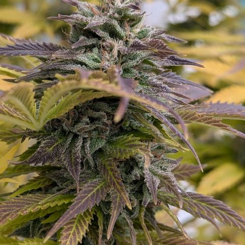 Wedding Cake growlog timeline photo