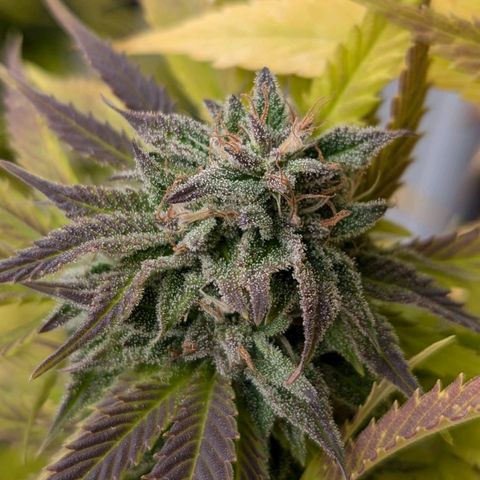 Wedding Cake growlog timeline photo