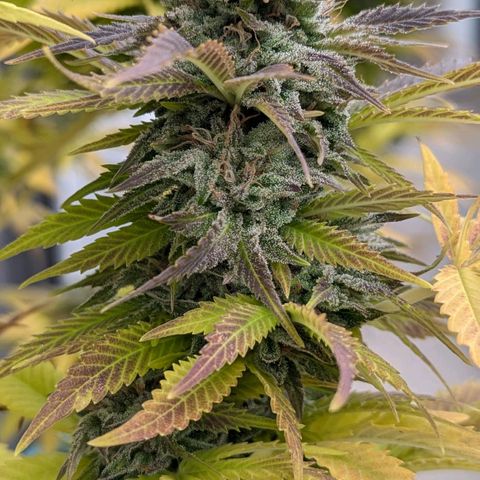 Wedding Cake growlog timeline photo