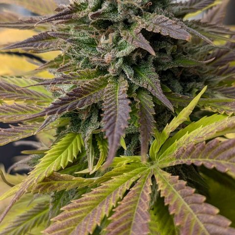 Wedding Cake growlog timeline photo