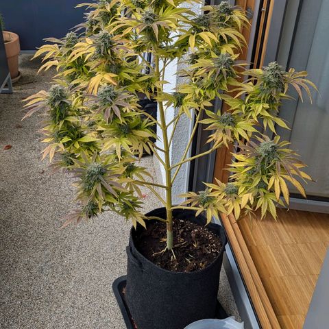 Wedding Cake growlog timeline photo