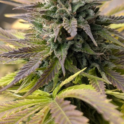 Wedding Cake growlog timeline photo
