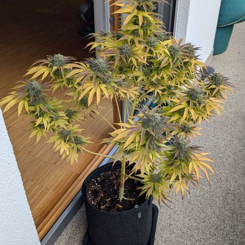 Wedding Cake growlog timeline photo
