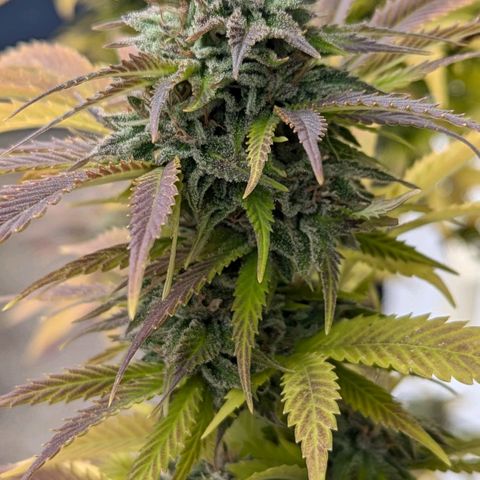 Wedding Cake growlog timeline photo