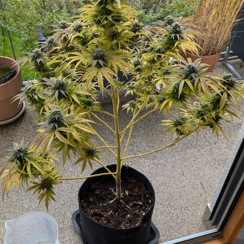Wedding Cake growlog timeline photo