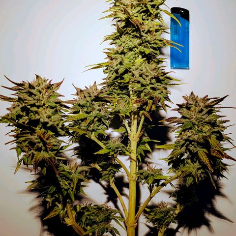 Wedding Cake growlog timeline photo