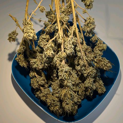 Wedding Cake growlog timeline photo