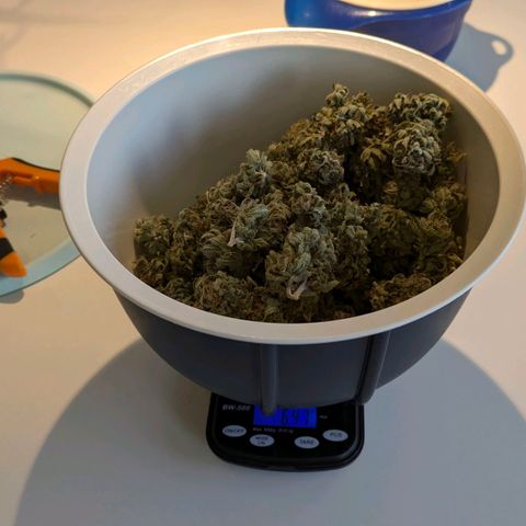 Wedding Cake growlog timeline photo