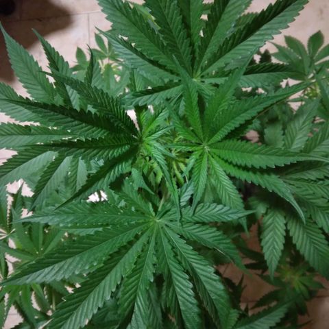 Weed miftuha growlog timeline photo