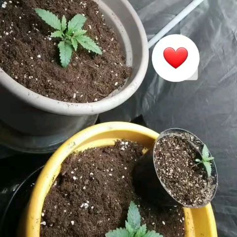 Weed miftuha growlog timeline photo