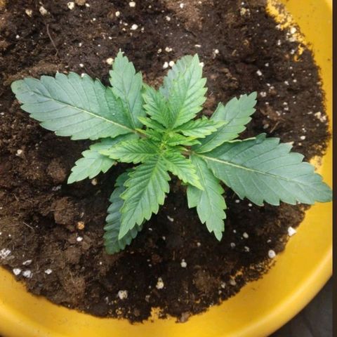 Weed miftuha growlog timeline photo