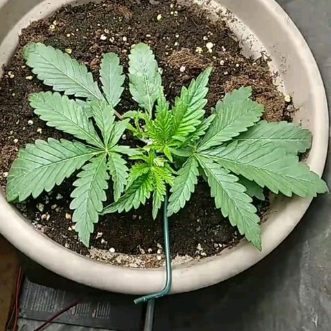 Weed miftuha growlog timeline photo