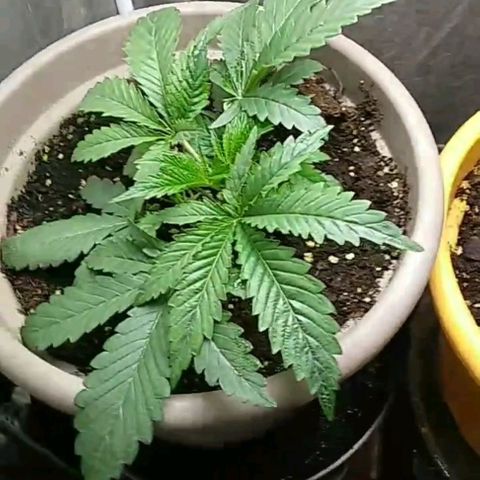 Weed miftuha growlog timeline photo