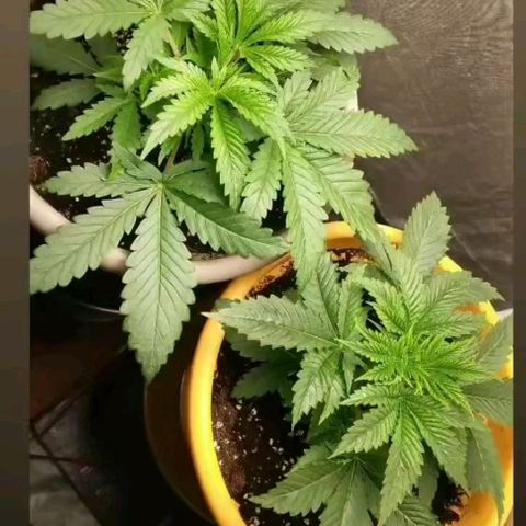 Weed miftuha growlog timeline photo