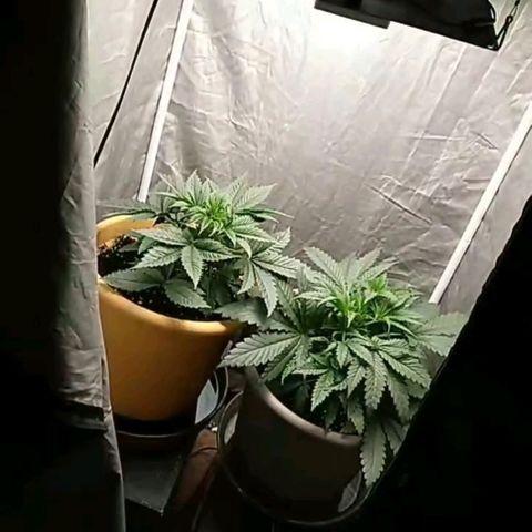 Weed miftuha growlog timeline photo