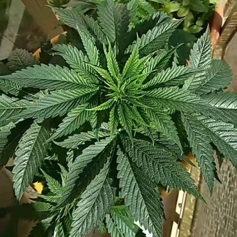 Weed miftuha growlog timeline photo