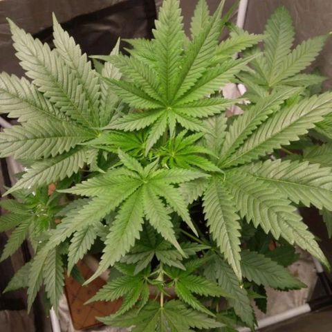 Weed miftuha growlog timeline photo