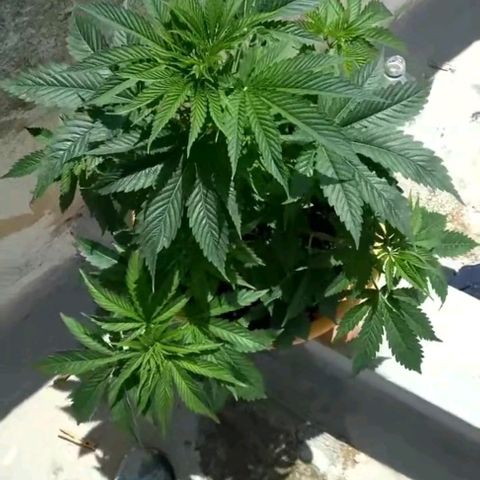 Weed miftuha growlog timeline photo