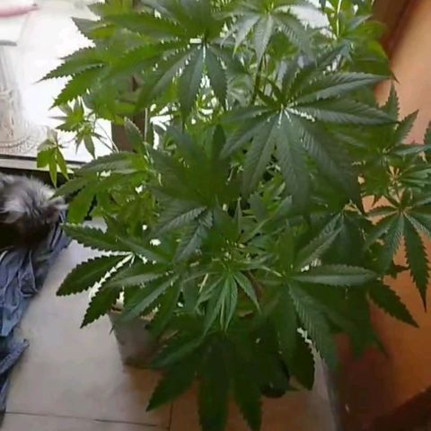 Weed miftuha growlog timeline photo
