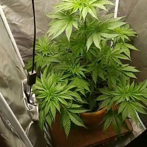 Weed miftuha growlog timeline photo
