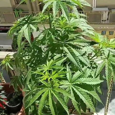 Weed miftuha growlog timeline photo