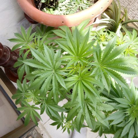 Weed miftuha growlog timeline photo